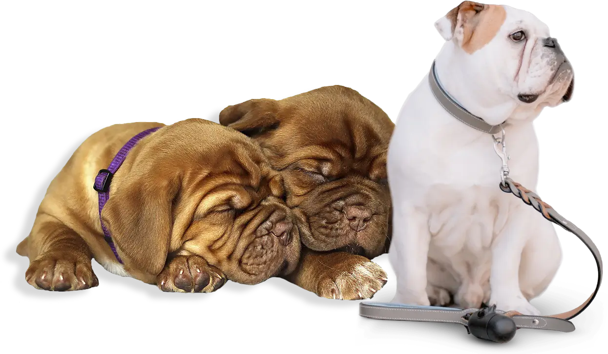 dle-dog-care-home-page-02