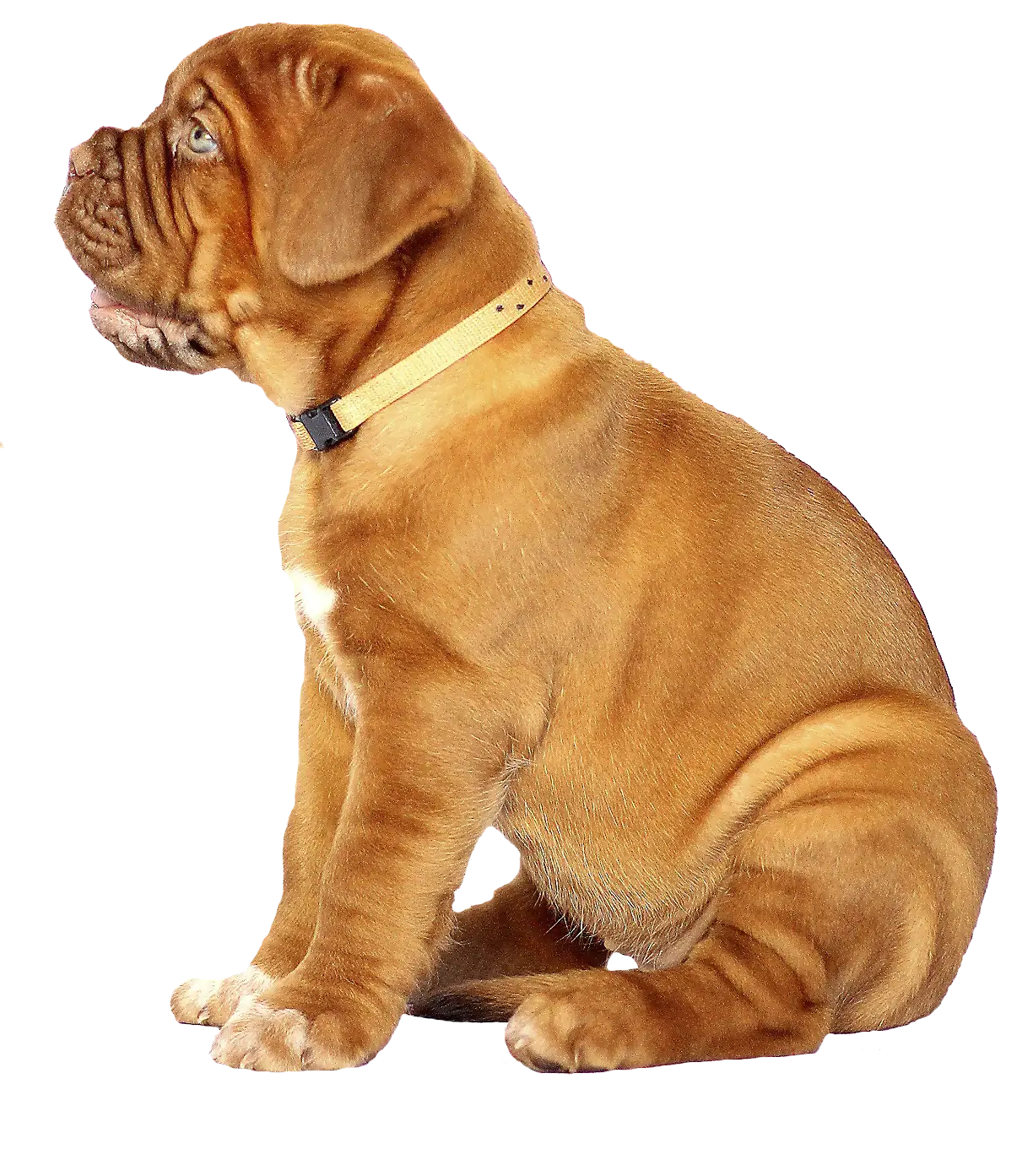 dle-dog-care-home-page-03